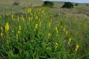 Agrimonia eupatoria proprietăți utile și contraindicații