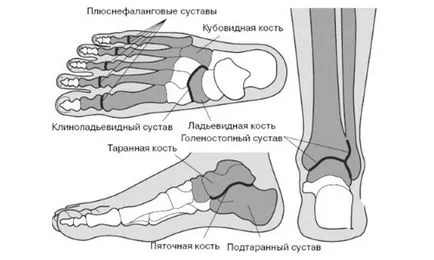 Рентгенова и рентгенова на краката, краката (петата кост, пръстите)