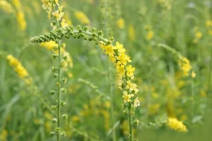 Agrimonia Eupatoria proprietăți utile și contraindicații 1