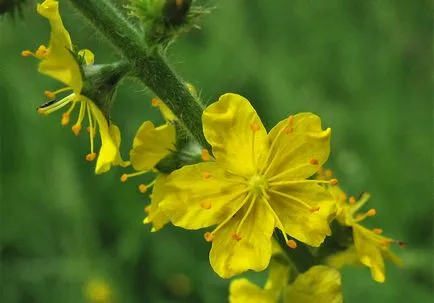 Agrimonia Eupatoria proprietăți utile și contraindicații 1