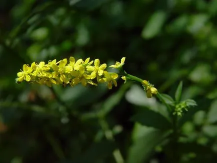 Agrimonia Eupatoria proprietăți utile și contraindicații 1