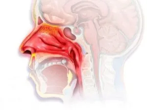 Nasopharyngitis felnőtteknél tünetek, kezelés (fotó)