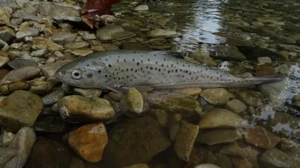 Pescuitul în Abhazia