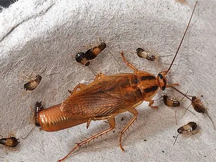 Червените хлебарки хлебарки в апартамент Как да се отървем и контролни мерки