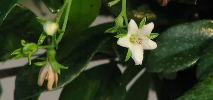 Ръководство за Кармона Bonsai Care