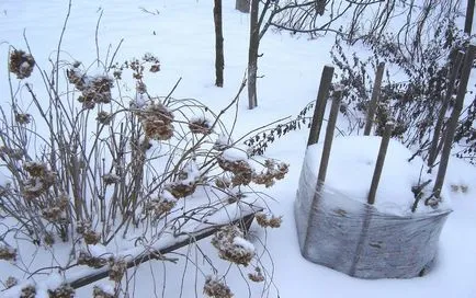 Roses után a tél megfeketedett oka is van, mint kezelni a bokrok, hogy megmentsék, feléled,