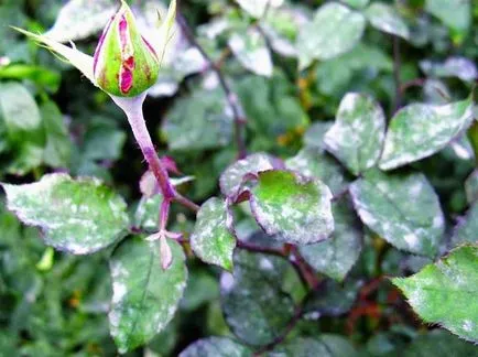 Roses után a tél megfeketedett oka is van, mint kezelni a bokrok, hogy megmentsék, feléled,