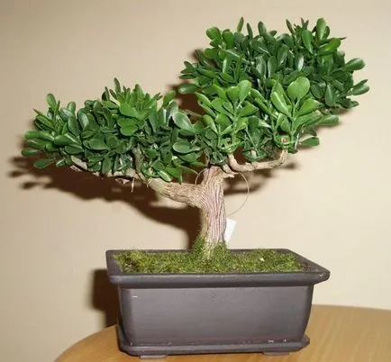 Ръководство за Кармона Bonsai Care