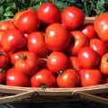 Bobcat f1 Descriere soiuri de tomate și caracteristici de cultivare