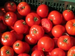 Bobcat f1 Descriere soiuri de tomate și caracteristici de cultivare