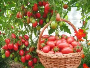 Descrierea de tomate Cio-Cio-san și trăsături caracteristice ale clasei, fotografii și recenzii