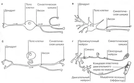 Tipuri de celule nervoase