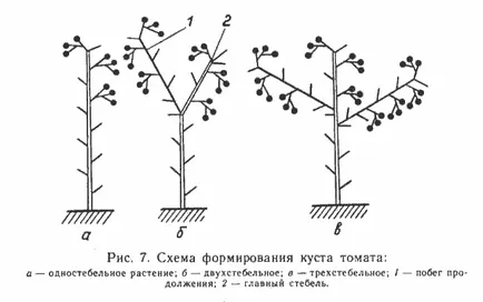 Домат Evpator коментари, снимки, производителността