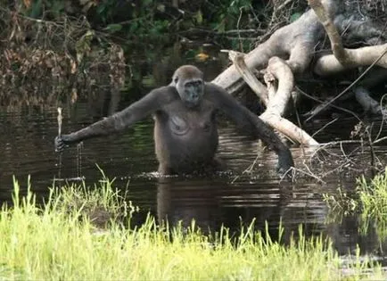 Теорията за произхода на човека на вода