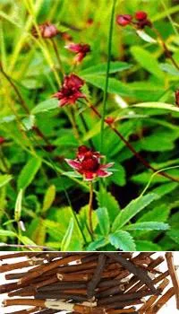 Potentilla Marsh, fotografie, utilizarea, tinctura, proprietăți, tratament