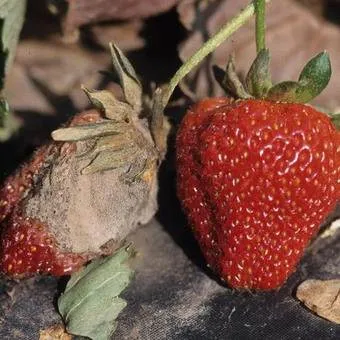 Strawberry (capsuni) fotografii și descrierea, cultivarea și îngrijirea de căpșuni din țară - viața mea