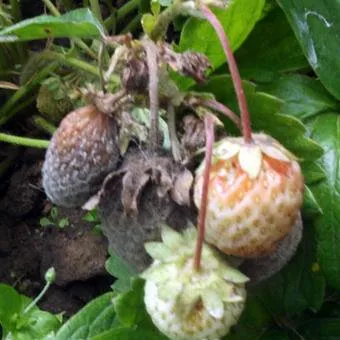 Strawberry (ягода) снимки и описание, отглеждане и грижи за ягоди в страната - в живота ми