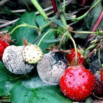 Strawberry (capsuni) fotografii și descrierea, cultivarea și îngrijirea de căpșuni din țară - viața mea