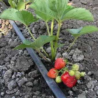 Strawberry (ягода) снимки и описание, отглеждане и грижи за ягоди в страната - в живота ми