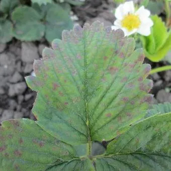 Strawberry (capsuni) fotografii și descrierea, cultivarea și îngrijirea de căpșuni din țară - viața mea