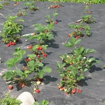 Strawberry (ягода) снимки и описание, отглеждане и грижи за ягоди в страната - в живота ми