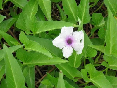 Morning Glory Garden Flori fotografie, semințe și răsaduri de mai mulți ani de glorie dimineață în grădină și pe balcon