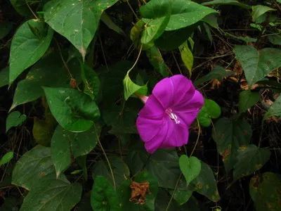 Morning Glory Garden Flowers fotó, vetőmagok és palánták sokéves hajnalka a kertben és az erkélyen