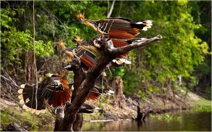 A legnagyobb és leghosszabb folyója, Dél-Amerika, az Amazonas