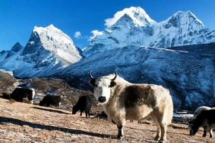 Sagarmatha, parc național Sagarmatha