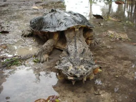 A legnagyobb és leghosszabb folyója, Dél-Amerika, az Amazonas