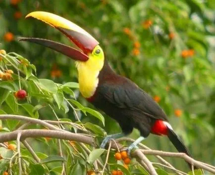 A legnagyobb és leghosszabb folyója, Dél-Amerika, az Amazonas