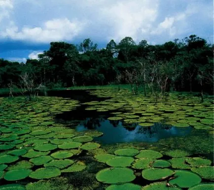 A legnagyobb és leghosszabb folyója, Dél-Amerika, az Amazonas