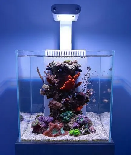 A legtöbb igénytelen korallzátony akvárium