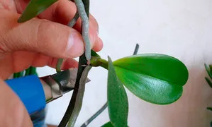 Племенни Тайните Phalaenopsis у дома (видео препоръки)