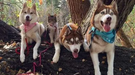 Familia husky favorizat de știri pisica care a cucerit rețeaua socială