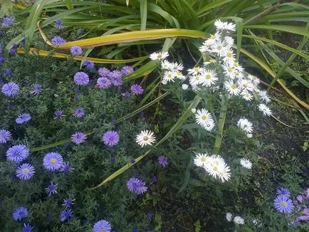 Sentyabrinki - asters casa mnogoletniesvoy în localitate