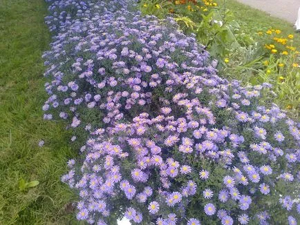 Sentyabrinki - asters casa mnogoletniesvoy în localitate