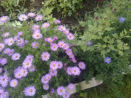 Sentyabrinki - asters casa mnogoletniesvoy în localitate