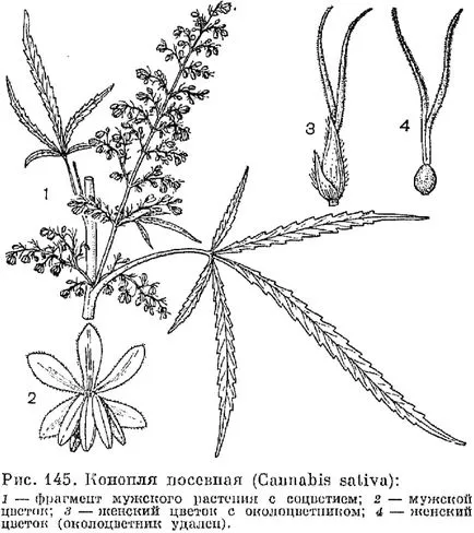 Семеен Kanaplyou (cannabaceae) - е