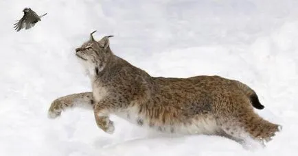 Siberian descriere lynx, fotografii, habitat, reproducere