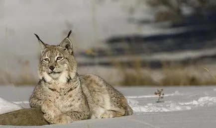 Siberian descriere lynx, fotografii, habitat, reproducere