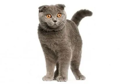 Scottish fold