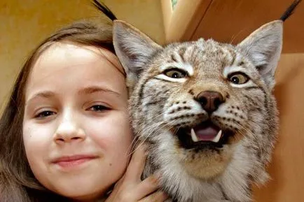 Siberian descriere lynx, fotografii, habitat, reproducere