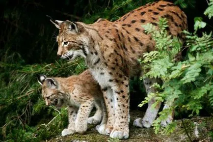 Siberian descriere lynx, fotografii, habitat, reproducere