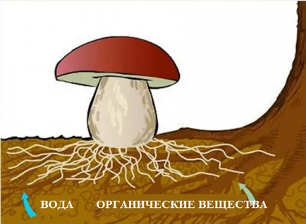 Amanita