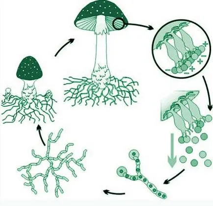 amanita