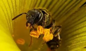 Hány szeme a méh - anatómia méhek