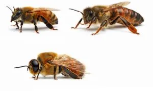 Hány szeme a méh - anatómia méhek
