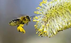 Колко очи в пчелата - анатомия на пчели