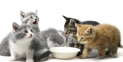 De câte ori pe zi pentru a hrăni pisica ce mod ca hrană uscată necesar pentru adulți, care